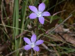 Wahlenbergia gracilenta