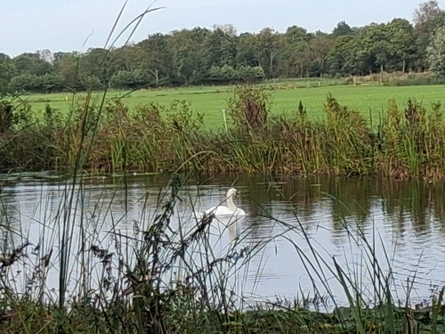 Mute Swan