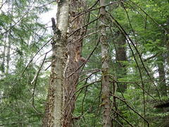 Turdus migratorius image