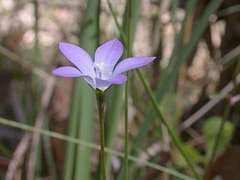 Wahlenbergia gracilenta