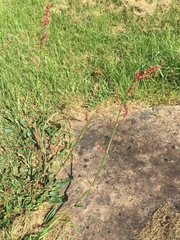 Rumex acetosa