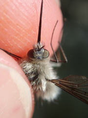 Bombylius cinerascens