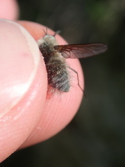 Bombylius cinerascens