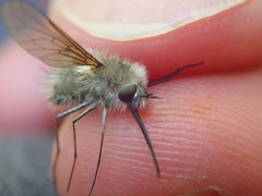 Bombylius cinerascens