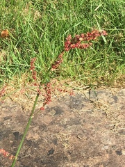 Rumex acetosa