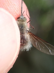 Bombylius cinerascens
