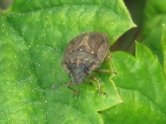 Podops inunctus