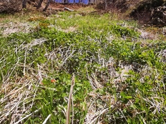 Urtica platyphylla