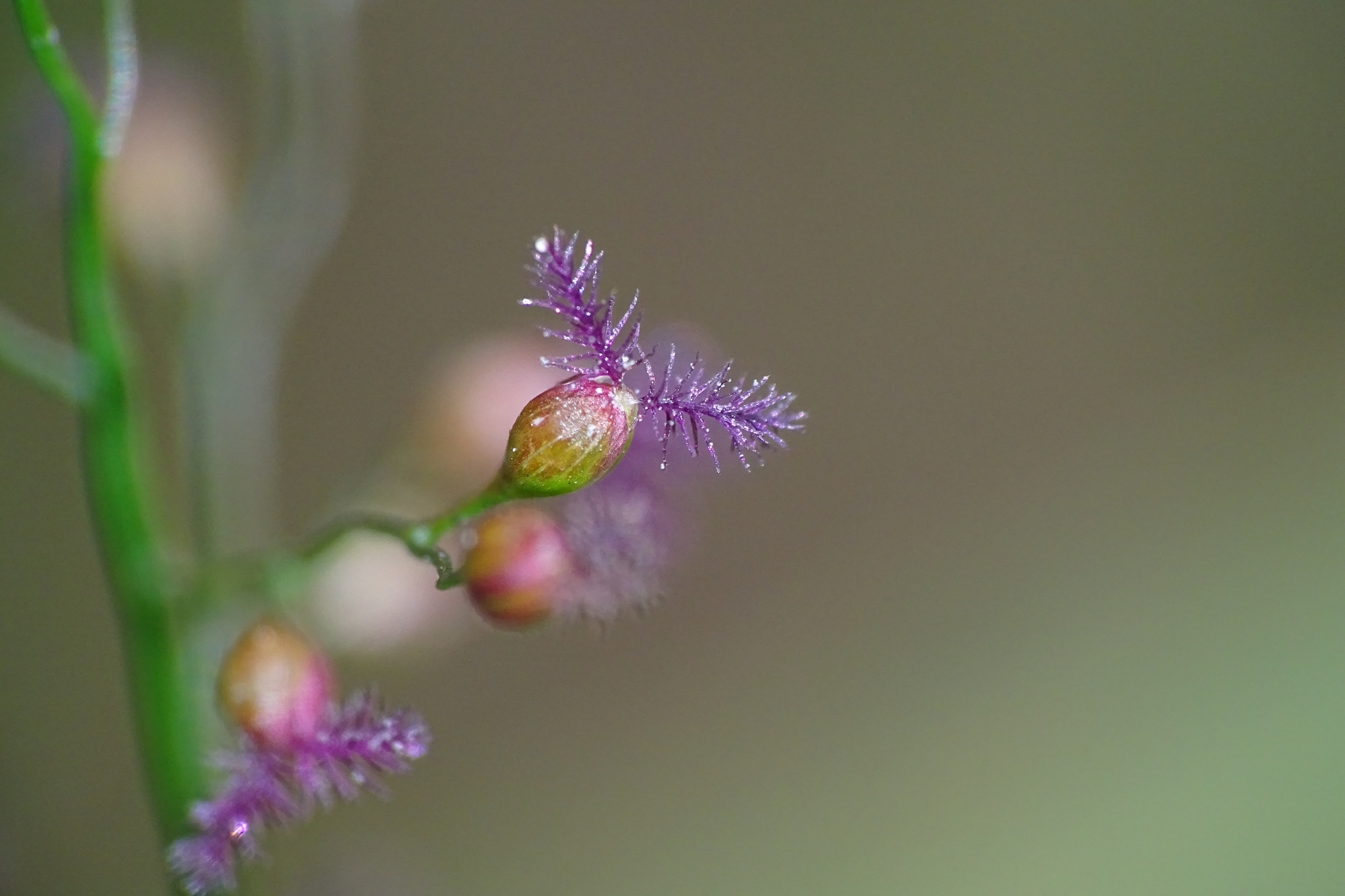 Isachne globosa