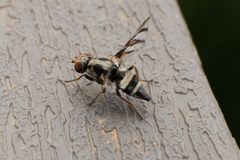 Myennis octopunctata