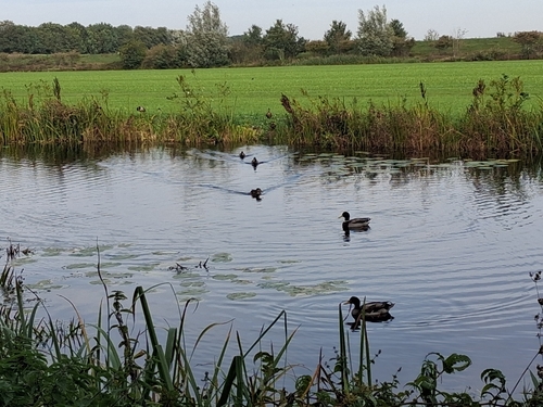 Mallard
