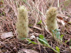 Ptilotus spathulatus