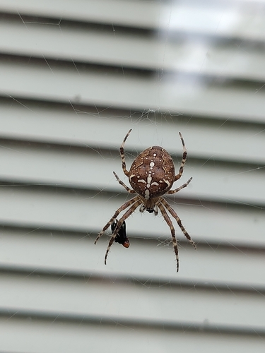 Cross Orbweaver
