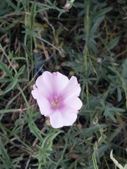 Convolvulus althaeoides althaeoides