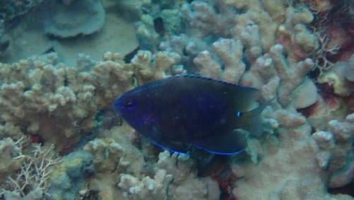 Pomacentrus trilineatus observed 2026-09-30