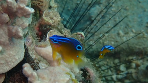 Pomacentrus trilineatus observed 2026-09-30