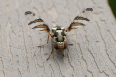 Myennis octopunctata