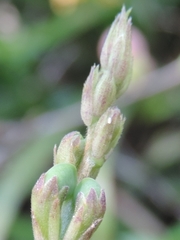 Leptotes cassius cassius