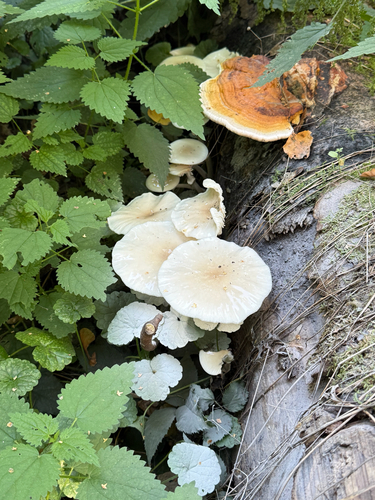 porcelain mushroom