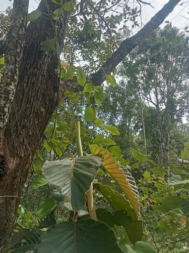 Dipterocarpus observed 2026-09-13