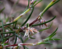 Laxmannia orientalis