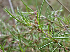 Laxmannia orientalis