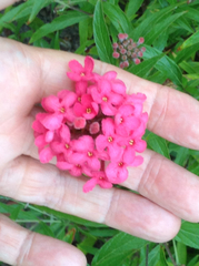 Arachnothryx leucophylla