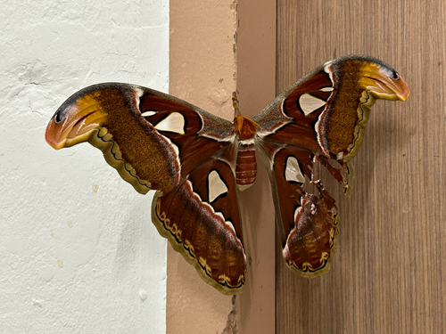Atlas Moth