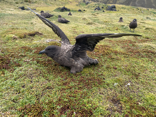 Stercorarius antarcticus observed 2026-09-26