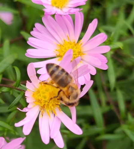 Western Honey Bee