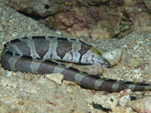 Gymnothorax rueppelliae observed 2026-09-30
