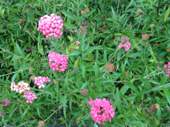 Arachnothryx leucophylla