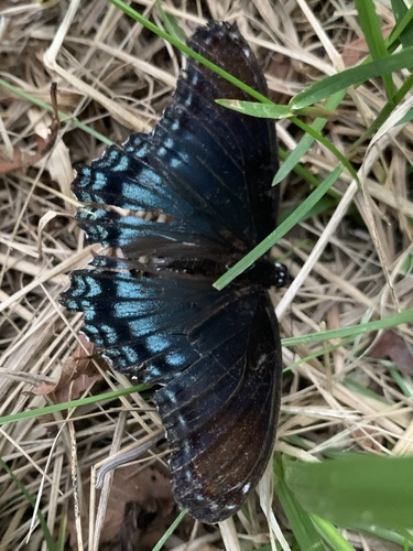 Red-spotted Admiral