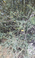 Parkinsonia praecox
