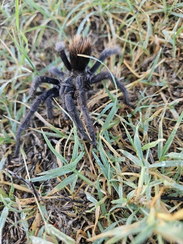 California Ebony Tarantula