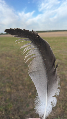 Common Crane