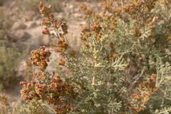 Artemisia barrelieri