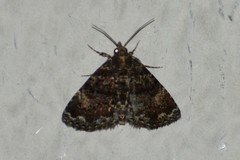 Metalectra richardsi