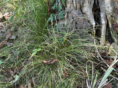 Carex alba observed 2026-09-30