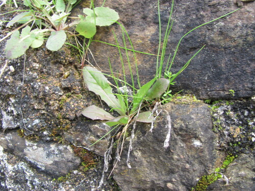 Smooth cat's ear (Hypochaeris glabra)