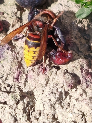 European Hornet
