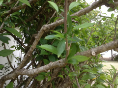 Hibiscus schizopetalus