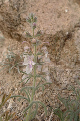 Teucrium pseudochamaepitys
