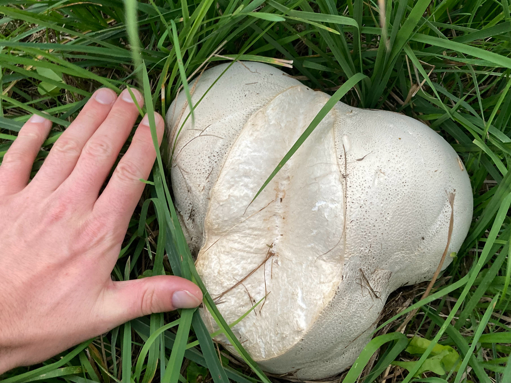giant puffball · September 2026 · photo: Photo: (c) Timon T. K., some rights reserved (CC BY) · iNaturalist