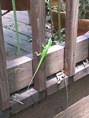 Anolis carolinensis