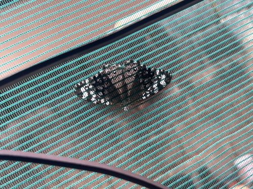 Gray Cracker