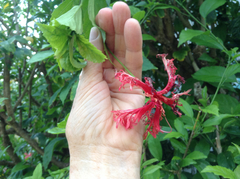 Hibiscus schizopetalus