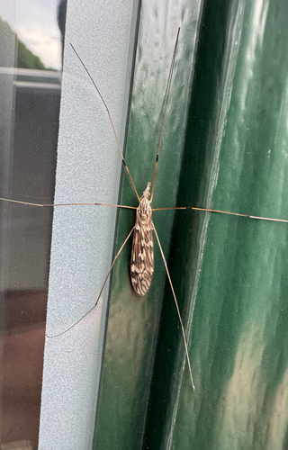 Tipula confusa