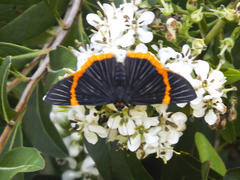 Riodina lycisca