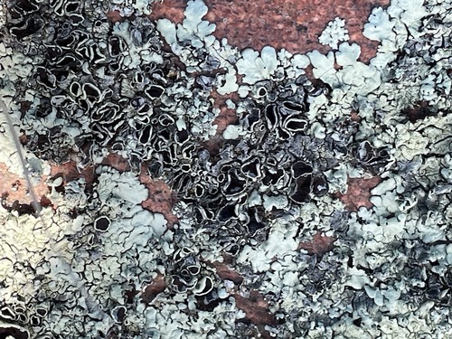 Xanthoparmelia subdecipiens